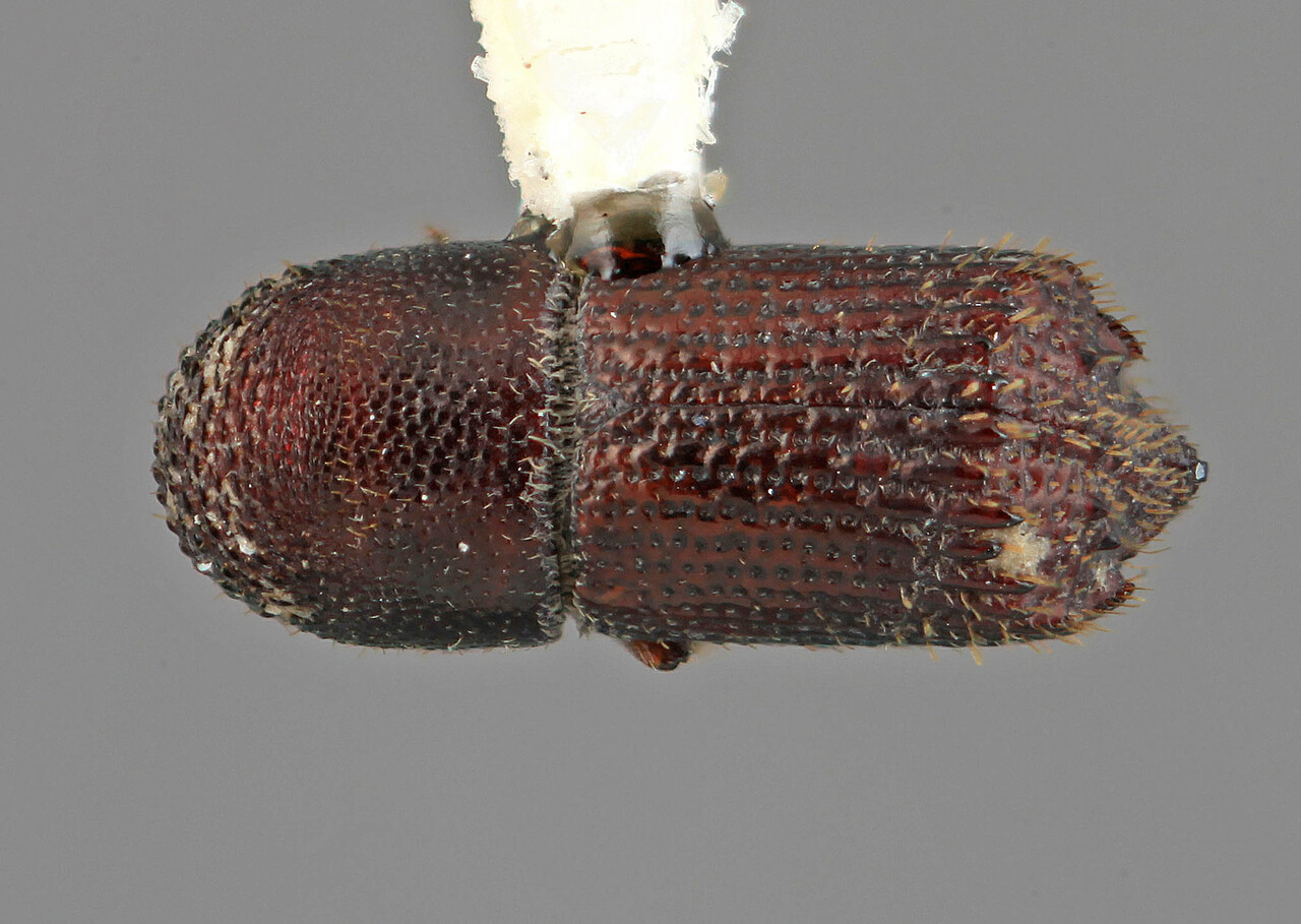 Genus / Species: Hylocurus alternus | Image Author: SM Smith | Location: Costa Rica, Guanacaste, Liberia, 13 mi (21 km) SE | Image Type: holotype | Collection: Entomology