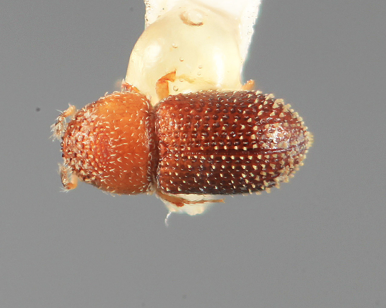 Genus / Species: Pseudothysanoes mirus | Image Author: SM Smith | Location: México, Oaxaca, Matias Romero, 2 mi S | Image Type: holotype | Collection: Entomology