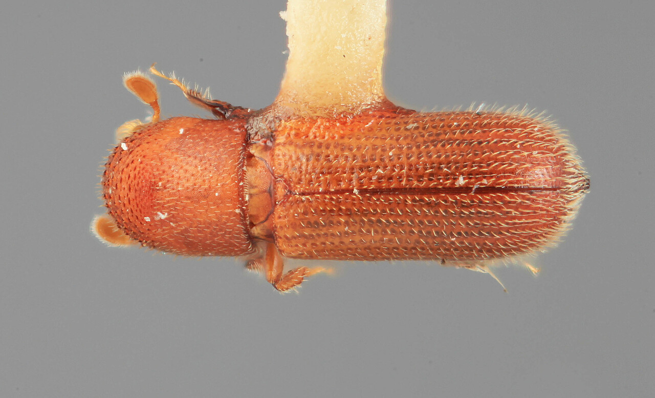 Genus / Species: Micracis detenta | Image Author: SM Smith | Location: México, Jalisco, Mazamitla, 15 mi (24 km) S | Image Type: holotype | Collection: Entomology