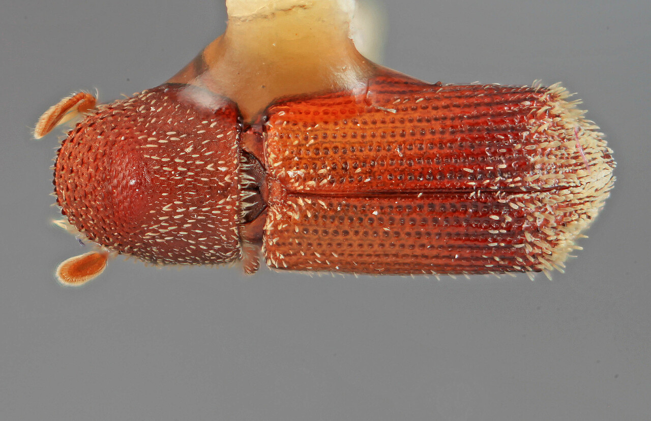 Genus / Species: Micracis lignicola | Image Author: SM Smith | Location: Honduras, Francisco Morazán, Cerro Peña Blanca | Image Type: holotype | Collection: Entomology