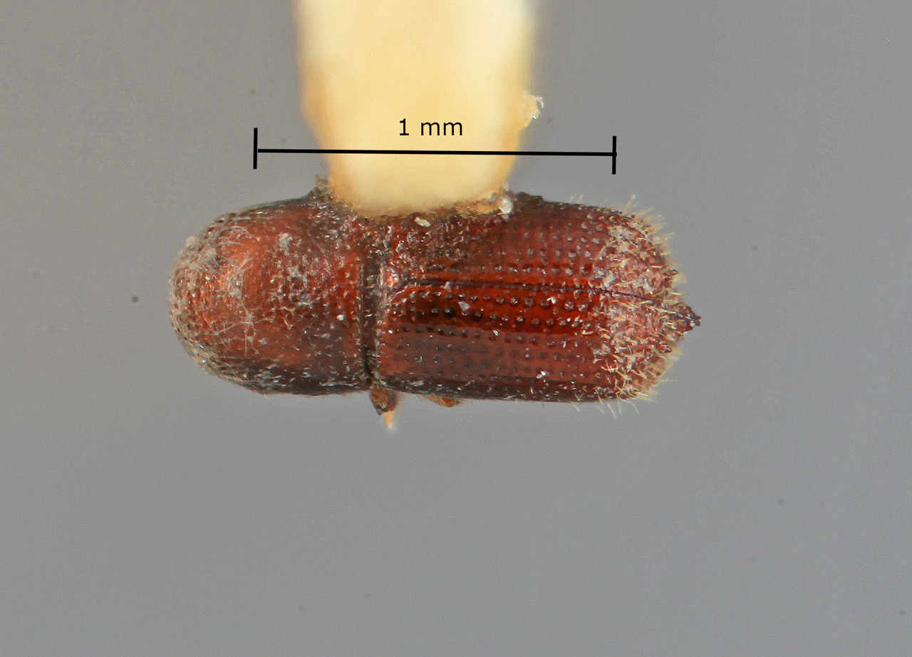 Genus / Species: Hylocurus parvus | Image Author: SM Smith | Location: México, Nayarit, Los Corchos | Image Type: holotype | Collection: Entomology