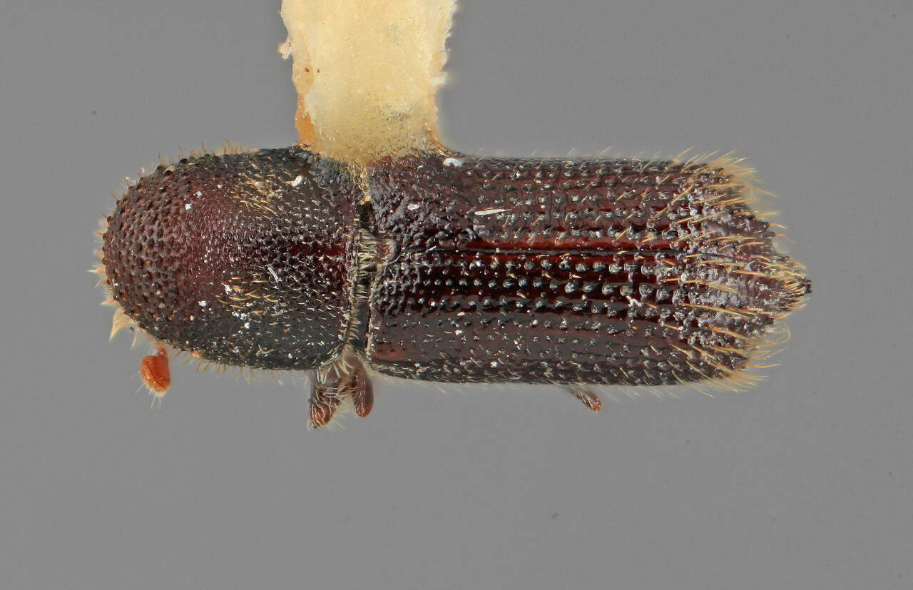 Genus / Species: Hylocurus longipennis | Image Author: SM Smith | Location: México, Durango, El Salto, 3 mi (5 km) W | Image Type: holotype | Collection: Entomology
