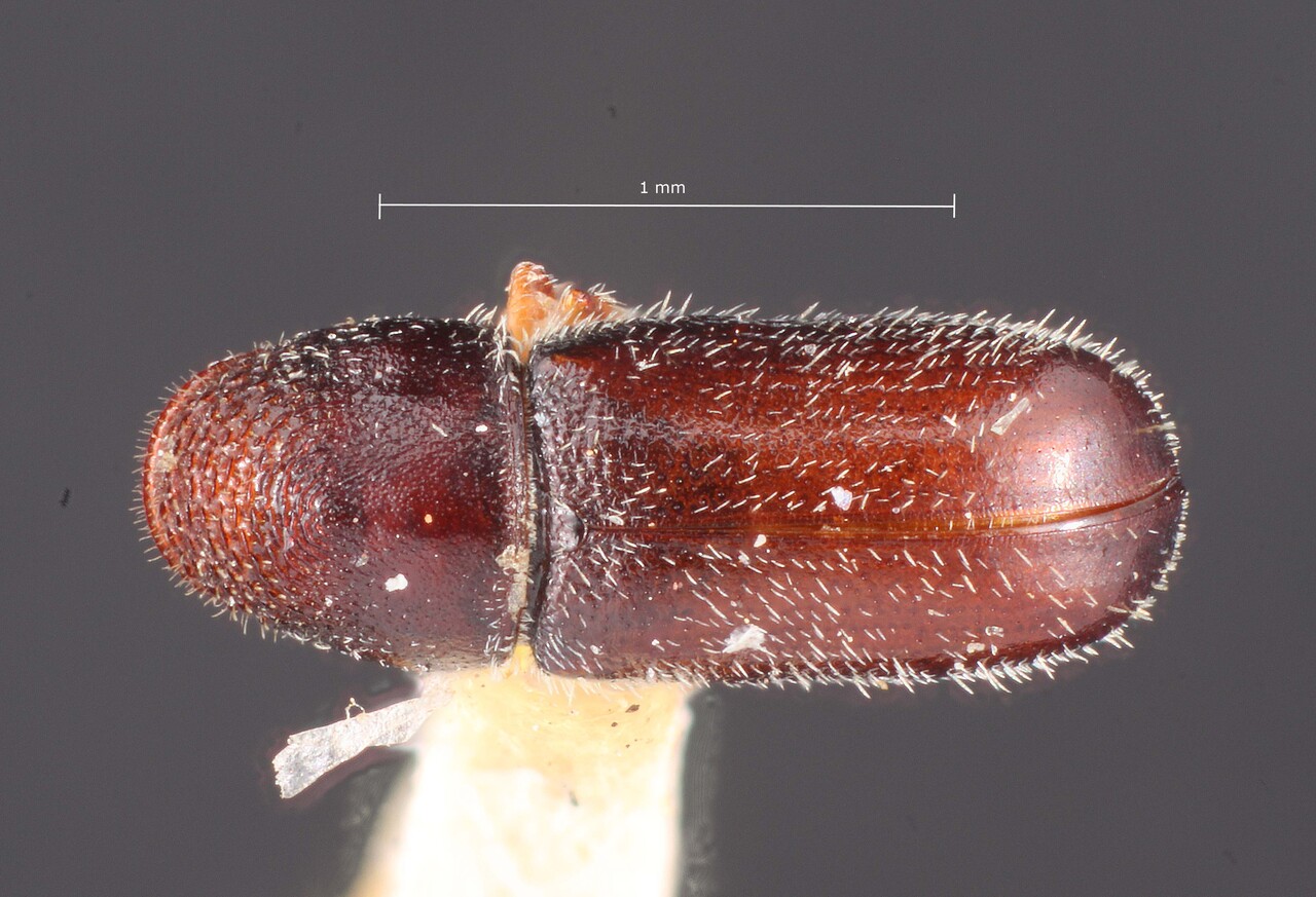Genus / Species: Pseudopityophthorus agrifoliae | Image Author: TH Atkinson | Location: United States, California, Golden Gate Park | Image Type: holotype | Collection: Entomology