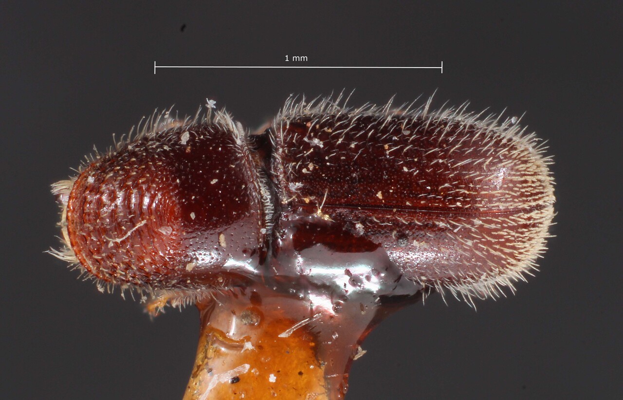 Genus / Species: Pseudopityophthorus pubescens | Image Author: TH Atkinson | Location: United States, North Carolina, Tryon | Image Type: holotype | Collection: Entomology