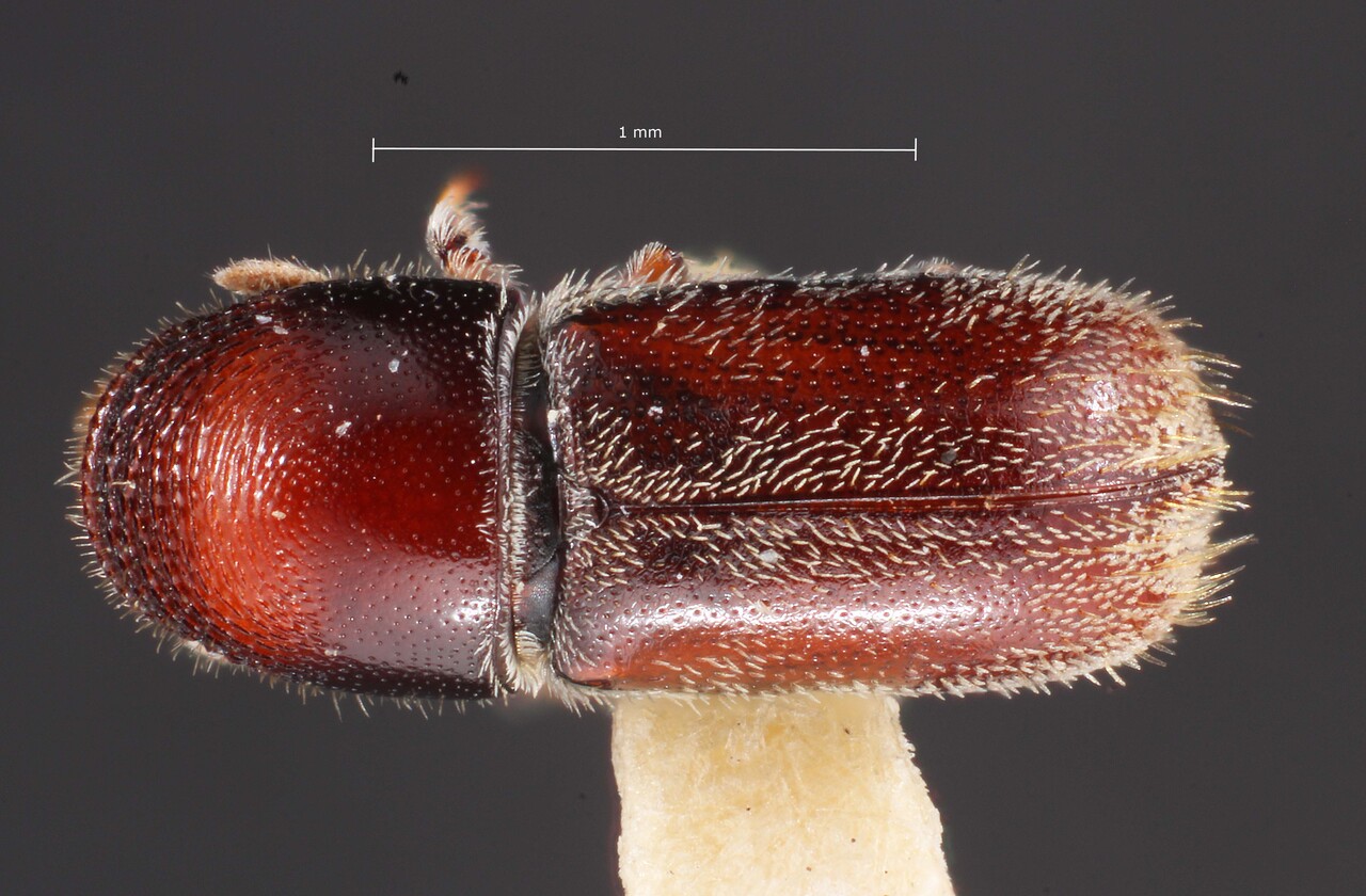 Genus / Species: Pseudopityophthorus yavapaii | Image Author: TH Atkinson | Location: United States, Arizona, Prescott N.F. | Image Type: holotype | Collection: Entomology