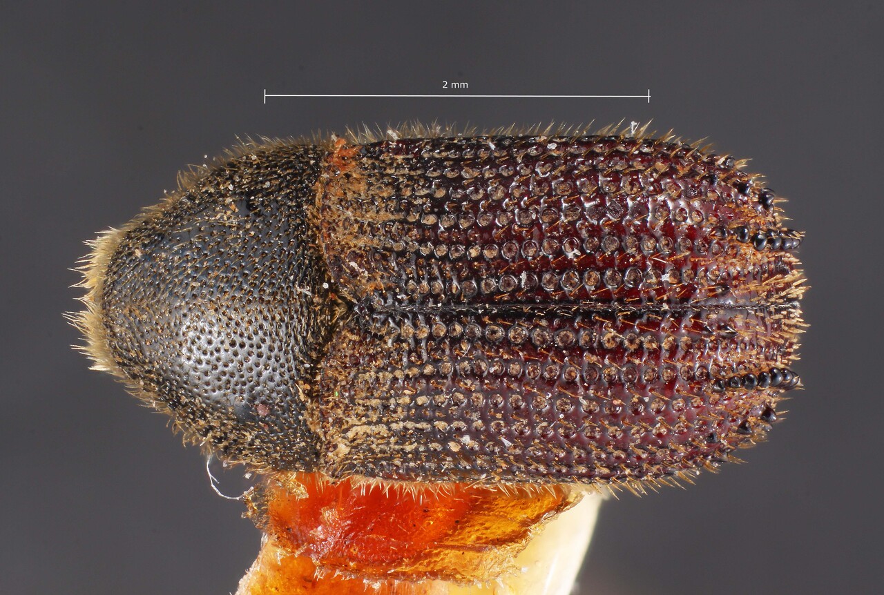 Genus / Species: Phloeosinus baumanni | Image Author: TH Atkinson | Location: México, Distrito Federal, Tacubaya | Image Type: holotype | Collection: Entomology