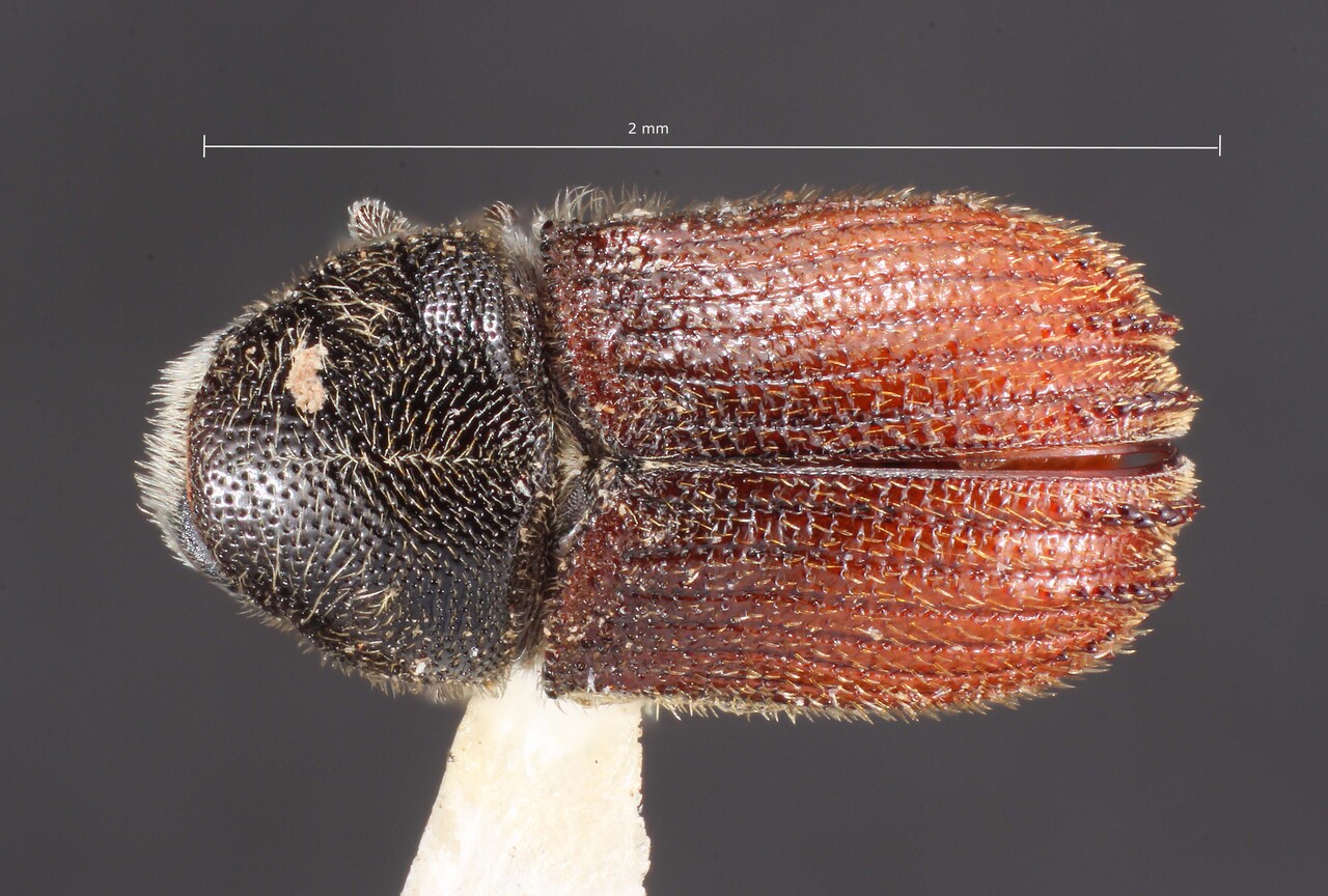 Genus / Species: Phloeosinus furnissi | Image Author: TH Atkinson | Location: United States, Arizona, Flagstaff | Image Type: holotype | Collection: Entomology