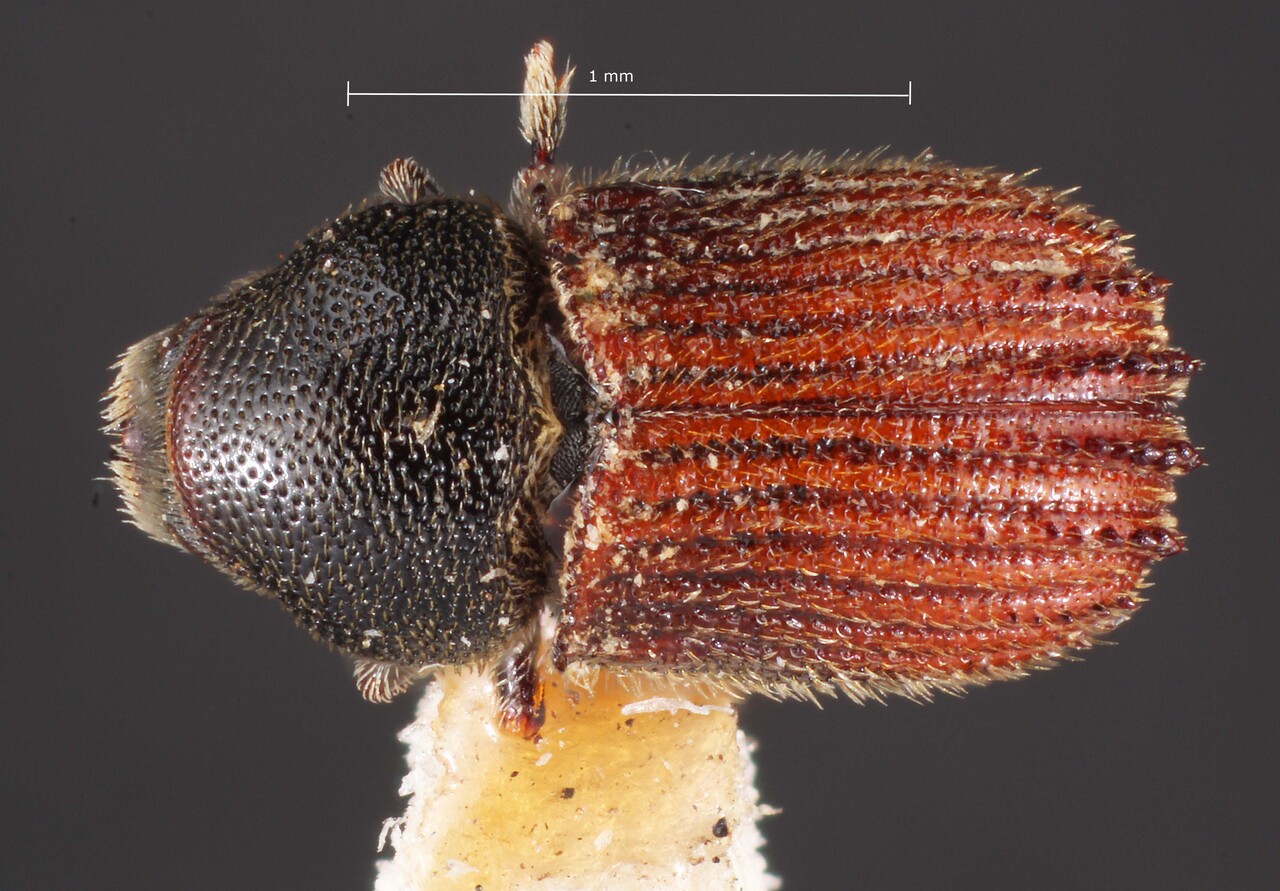 Genus / Species: Phloeosinus hoferi | Image Author: TH Atkinson | Location: United States, Colorado, Ute Pass | Image Type: holotype | Collection: Entomology