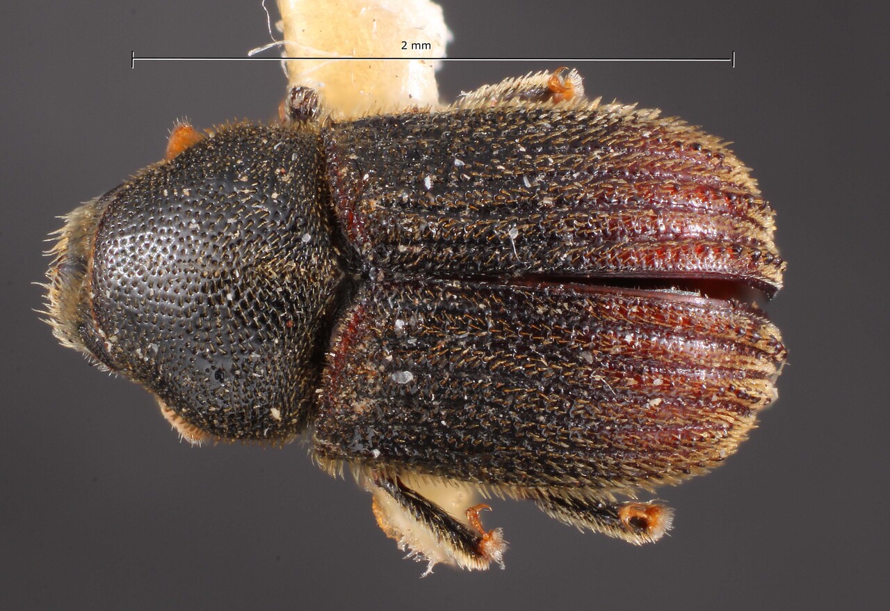 Genus / Species: Phloeosinus keeni | Image Author: TH Atkinson | Location: United States, Washington, Mt. Rainier N.P. | Image Type: holotype | Collection: Entomology