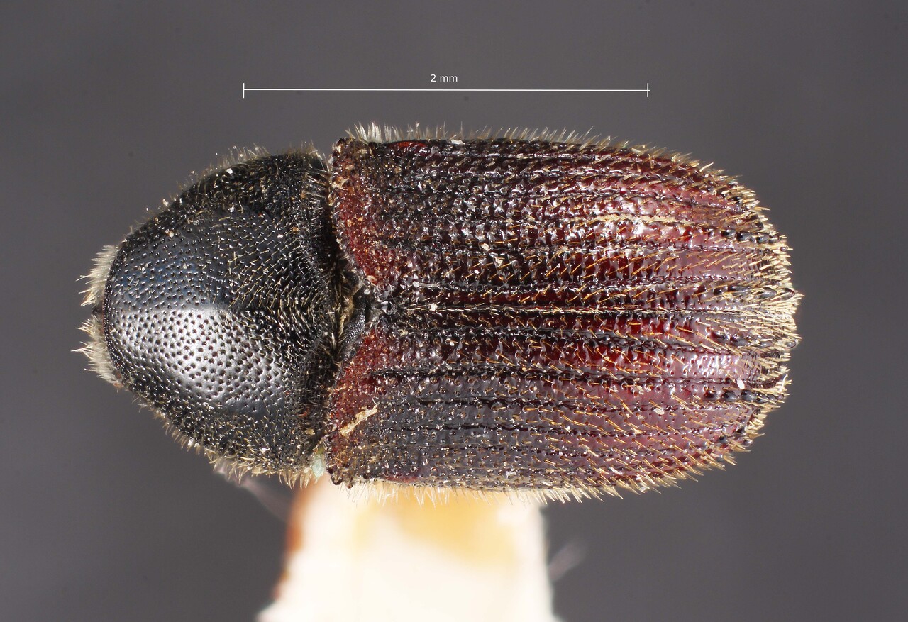 Genus / Species: Phloeosinus scopulorum neomexicanus | Image Author: TH Atkinson | Location: United States, New Mexico, Vermejo | Image Type: holotype | Collection: Entomology