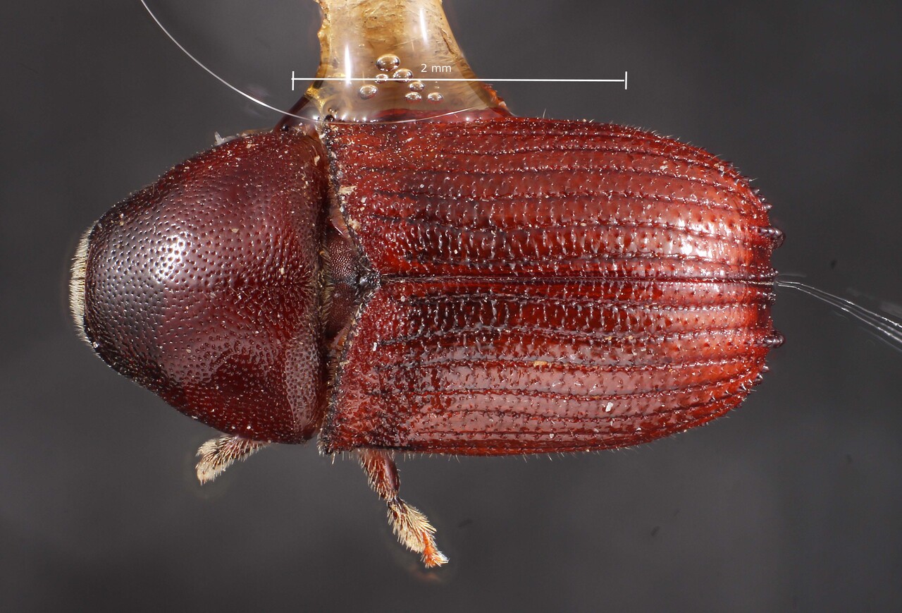 Genus / Species: Phloeosinus sequoiae | Image Author: TH Atkinson | Location: United States, California, Sonoma Co. | Image Type: holotype | Collection: Entomology