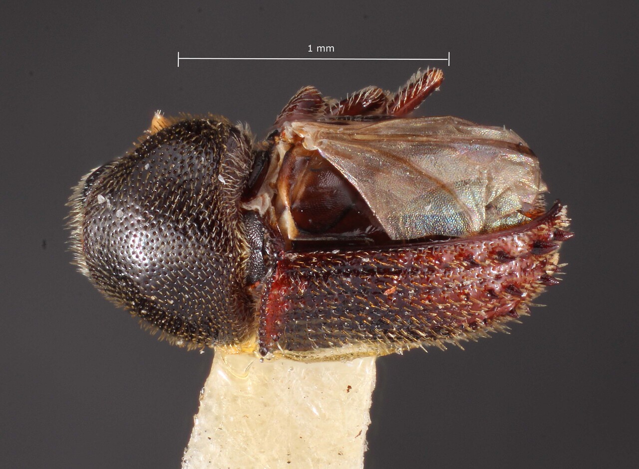 Genus / Species: Phloeosinus spinosus | Image Author: TH Atkinson | Location: United States, Arizona, Chiricahua National Monument | Image Type: holotype | Collection: Entomology