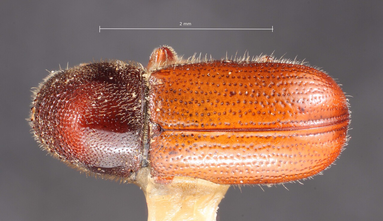 Genus / Species: Pityophthorus deleoni | Image Author: TH Atkinson | Location: México, Puebla, El Seco | Image Type: holotype | Collection: Entomology
