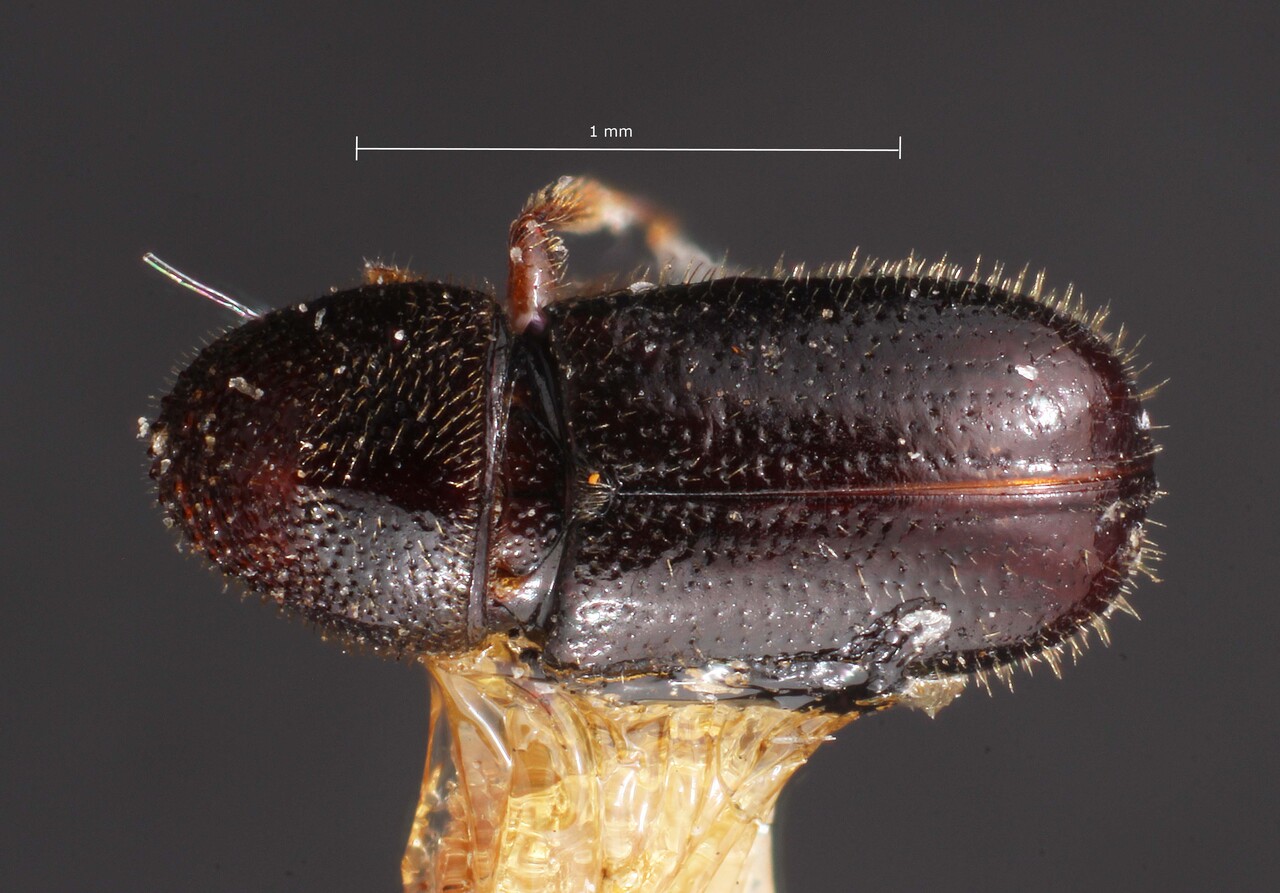 Genus / Species: Pityophthorus pinguis | Image Author: TH Atkinson | Location: United States, Colorado, Longmont | Image Type: holotype | Collection: Entomology