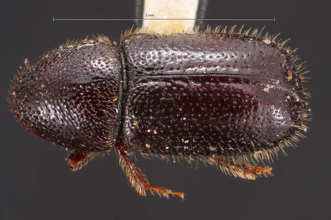 Genus / Species: Conophthorus coniperda | Image Author: TH Atkinson | Location: United States, Michigan, Marquette | Image Type: lectotype | Collection: Entomology