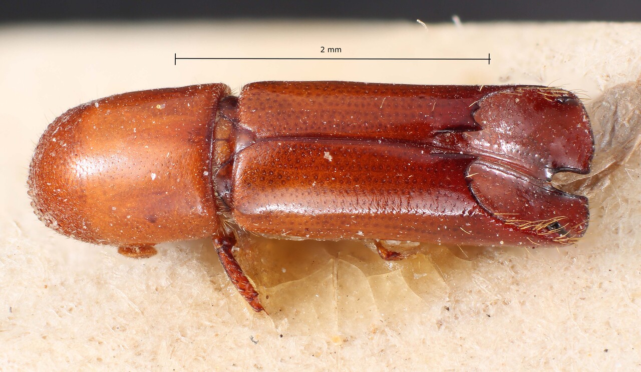 Genus / Species: Amphicranus gracilis | Image Author: TH Atkinson | Location: Bolivia, Cochabamba, Cochabamba (departamento) | Image Type: holotype | Collection: Entomology