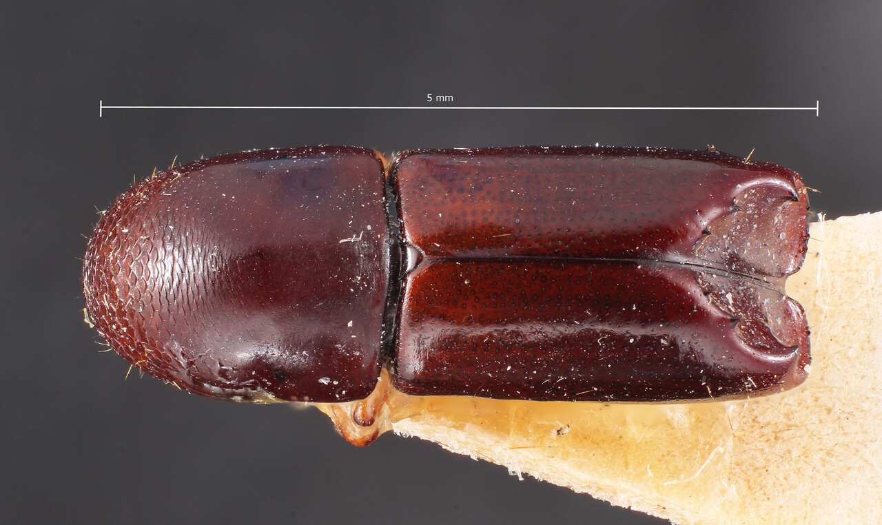 Genus / Species: Amphicranus sexdenticulum | Image Author: TH Atkinson | Location: Colombia, Valle del Cauca, Aguacatal | Image Type: holotype | Collection: Entomology