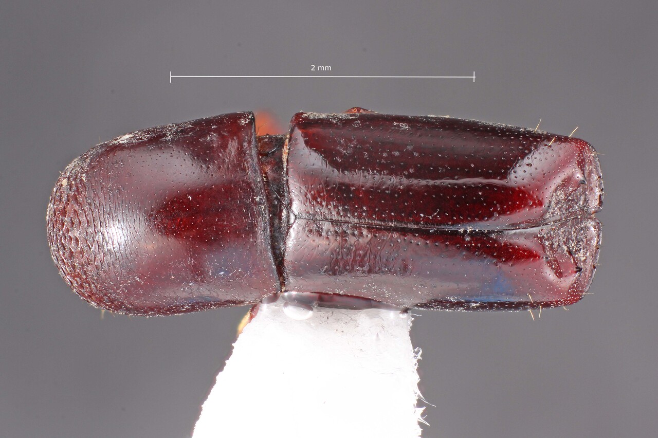 Genus / Species: Amphicranus minor | Image Author: TH Atkinson | Location: Bolivia, Cochabamba, Cochabamba (departamento) | Image Type: holotype | Collection: Entomology