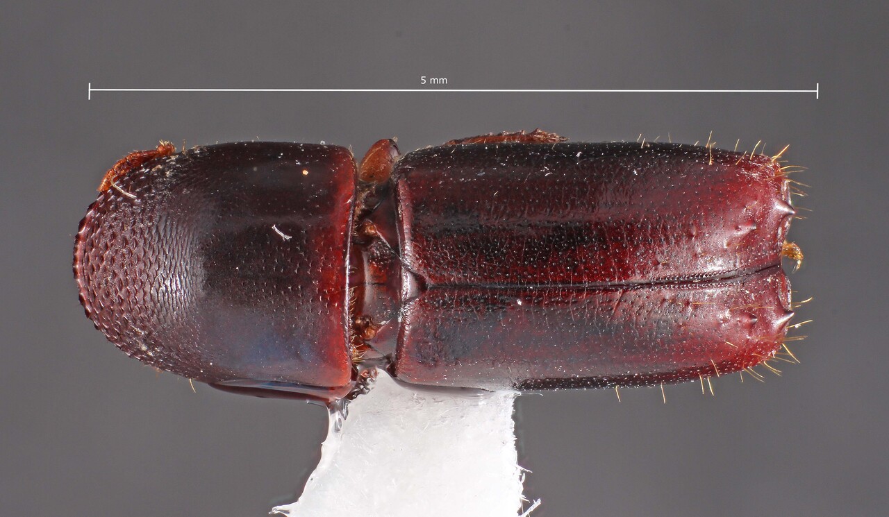 Genus / Species: Monarthrum obtusum | Image Author: TH Atkinson | Location: Venezuela, unknown, Venezuela (country / region) | Image Type: lectotype | Collection: Entomology