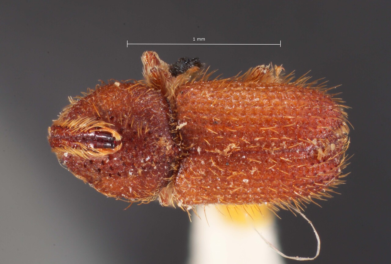 Genus / Species: Cactopinus hubbardi | Image Author: TH Atkinson | Location: United States, Arizona, Tucson | Image Type: lectotype | Collection: Entomology