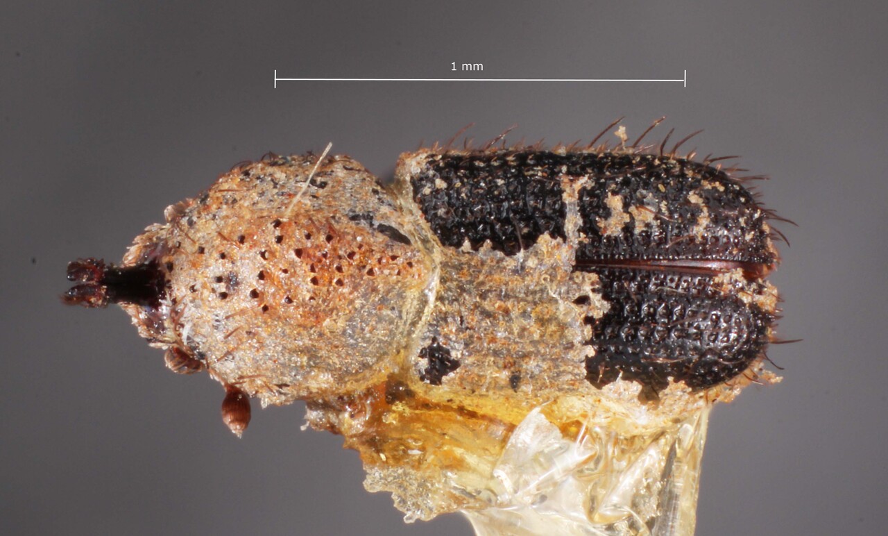 Genus / Species: Cactopinus koebelei | Image Author: TH Atkinson | Location: United States, California, Argus Mtns. | Image Type: holotype | Collection: Entomology