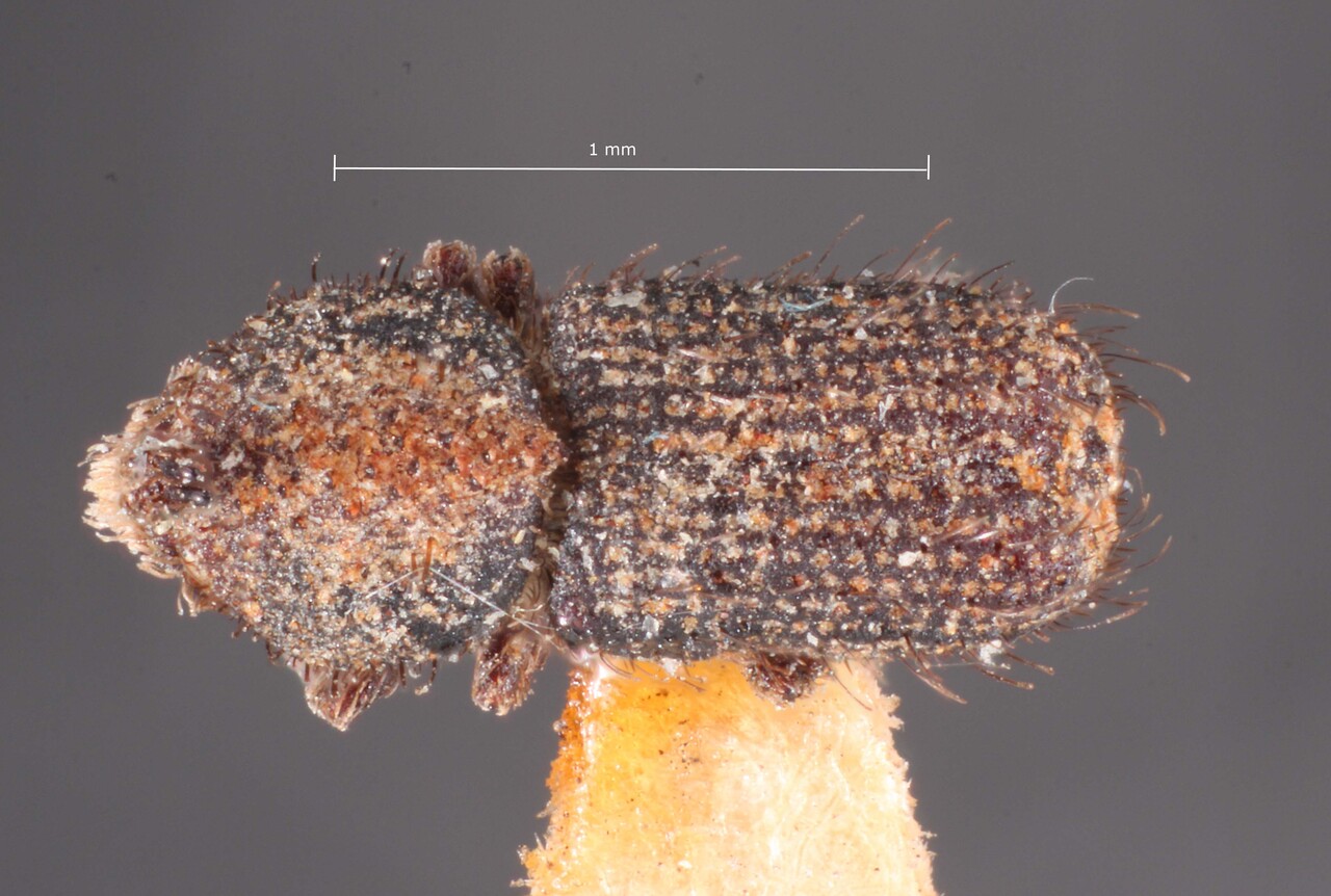 Genus / Species: Cactopinus pini | Image Author: TH Atkinson | Location: United States, California, Griffen | Image Type: holotype | Collection: Entomology