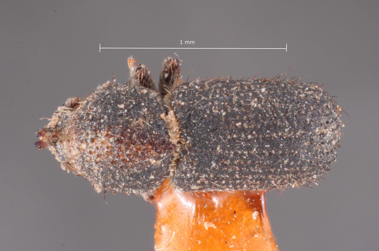 Genus / Species: Cactopinus rhois | Image Author: TH Atkinson | Location: United States, California, Ventura Co. | Image Type: holotype | Collection: Entomology