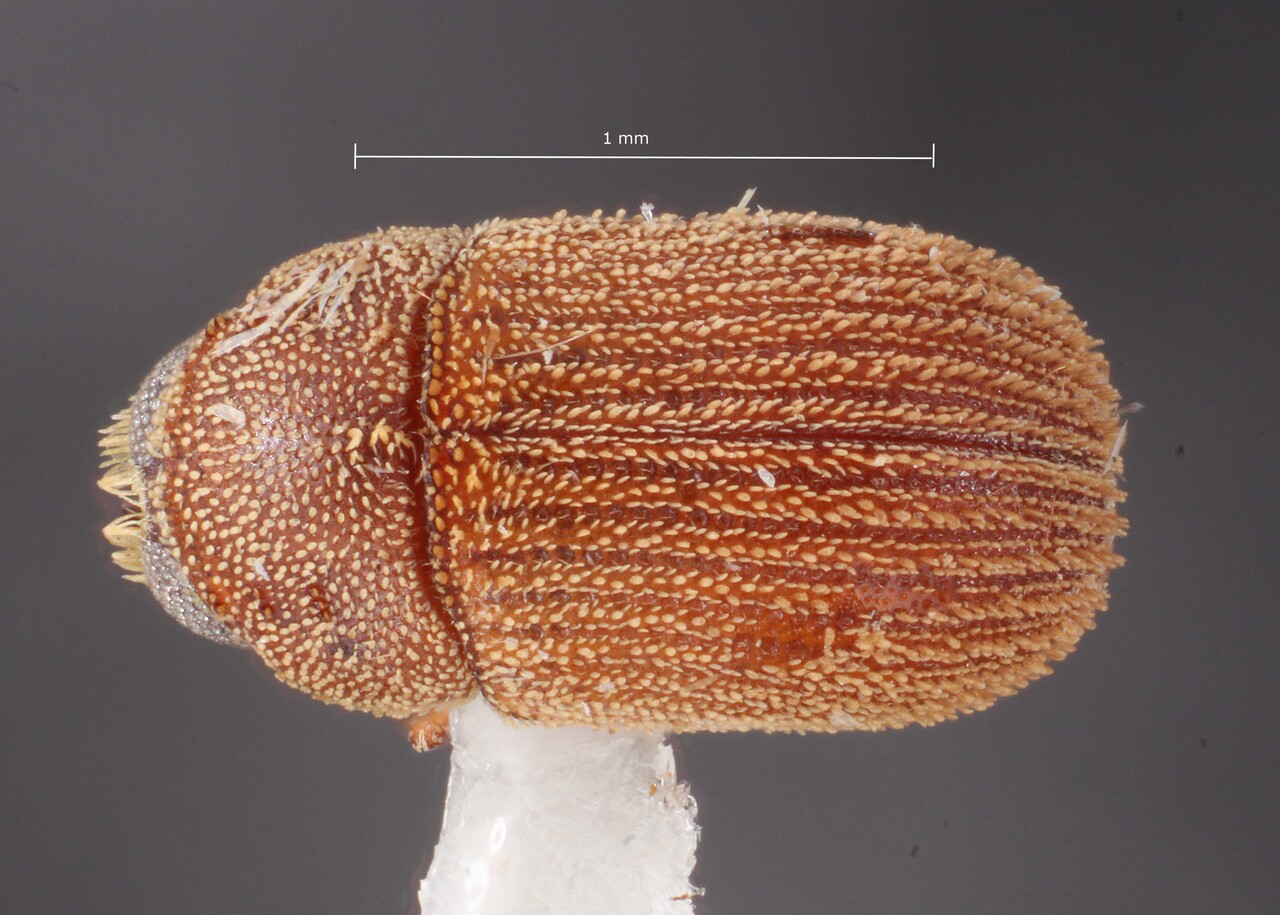 Genus / Species: Chaetophloeus mandibularis | Image Author: TH Atkinson | Location: Trinidad and Tobago, Tobago, Tobago | Image Type: holotype | Collection: Entomology