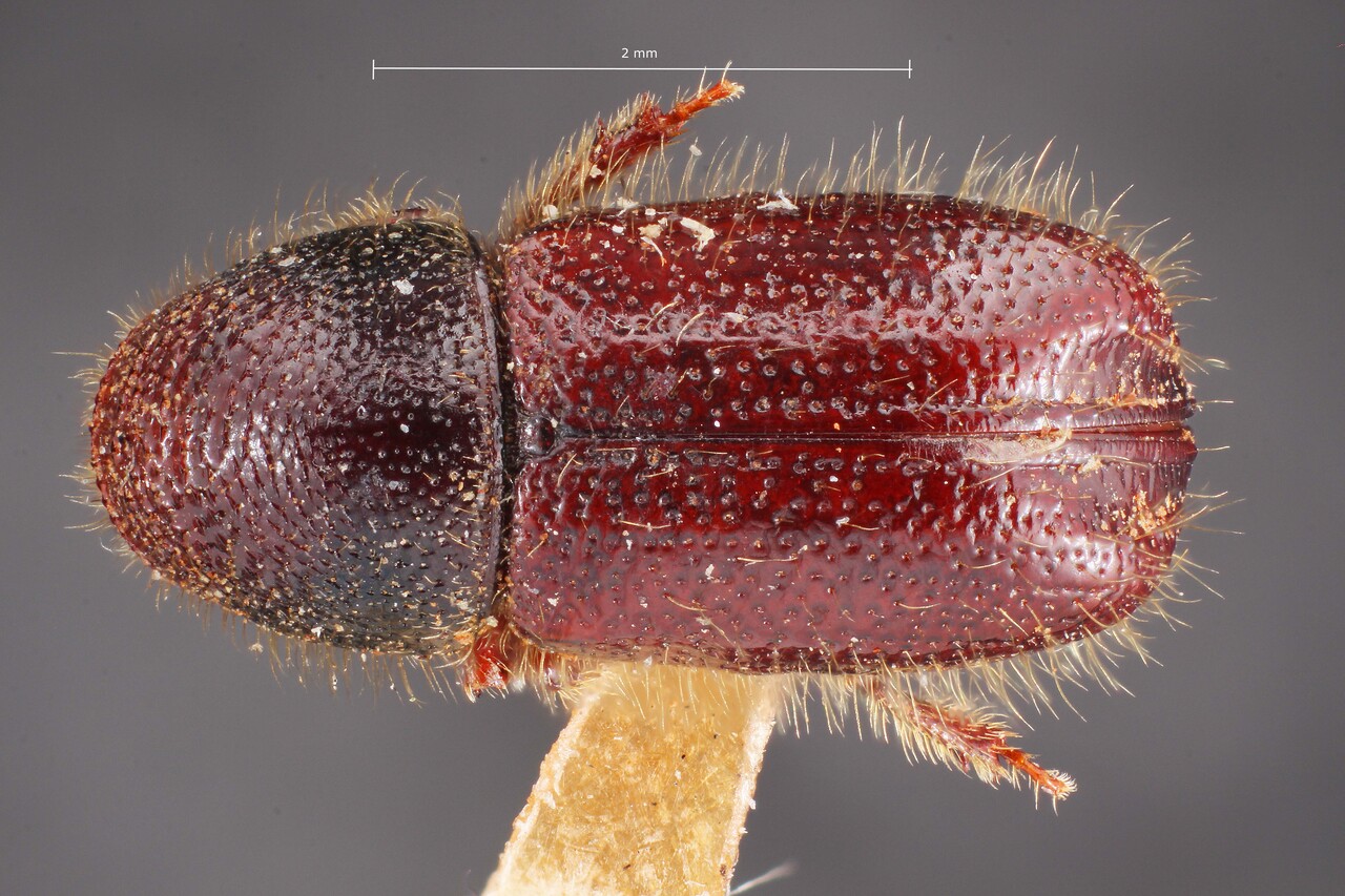 Genus / Species: Conophthorus apachecae | Image Author: TH Atkinson | Location: United States, Arizona, Chiricahua Mtns. | Image Type: holotype | Collection: Entomology