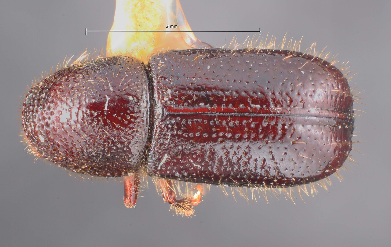 Genus / Species: Conophthorus radiatae | Image Author: TH Atkinson | Location: United States, California, Pacific Grove | Image Type: holotype | Collection: Entomology
