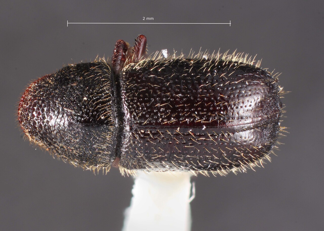 Genus / Species: Conophthorus resinosae | Image Author: TH Atkinson | Image Type: holotype | Collection: Entomology
