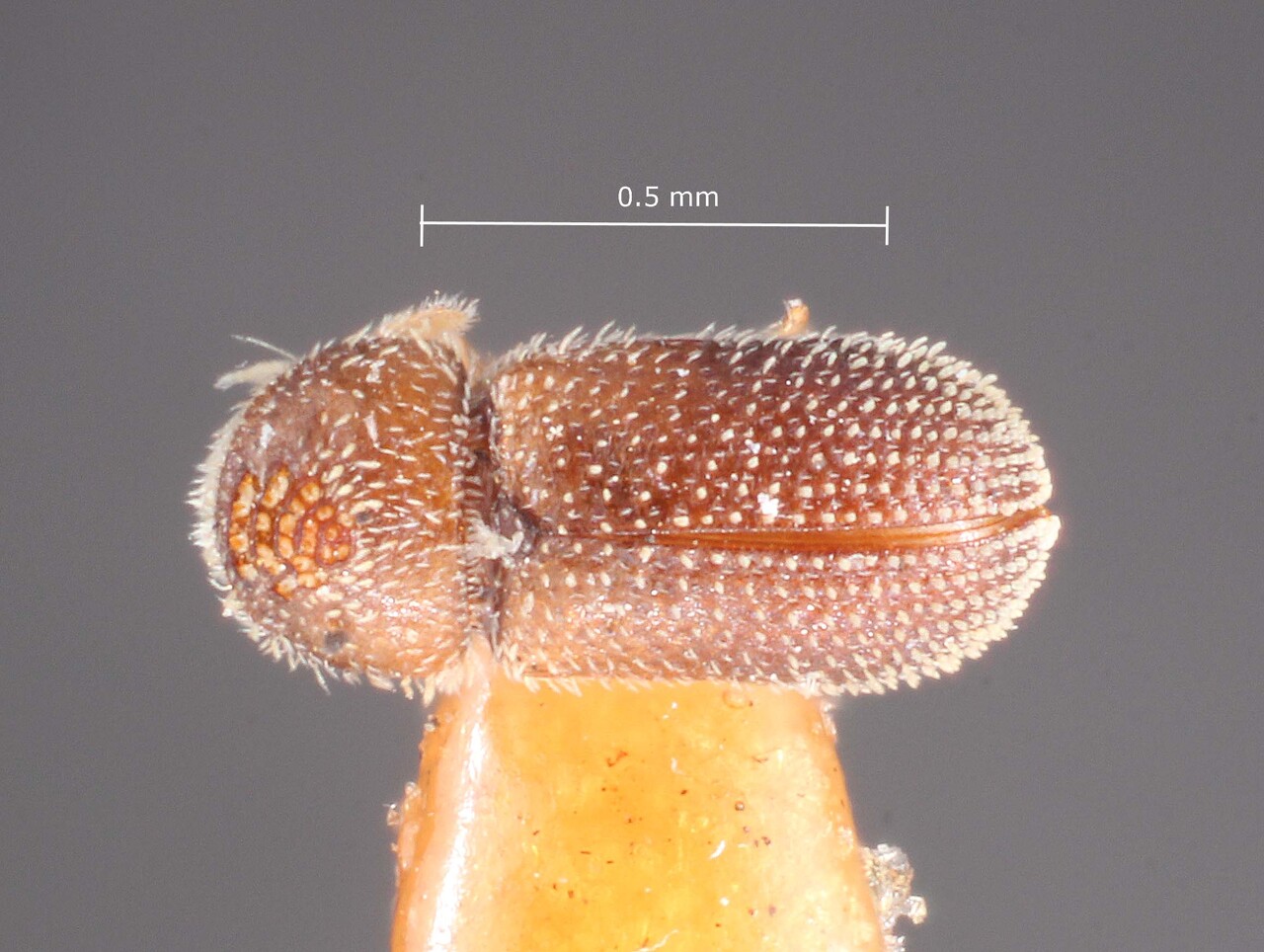 Genus / Species: Pseudothysanoes minor | Image Author: TH Atkinson | Location: Cuba, Cienfuegos, Cayamas | Image Type: holotype | Collection: Entomology