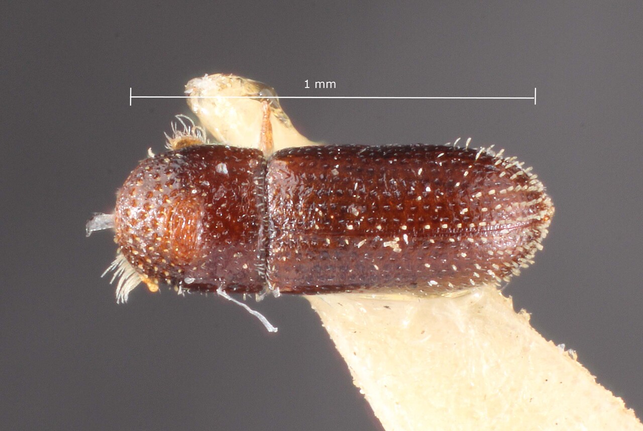 Genus / Species: Pseudothysanoes murilloi | Image Author: TH Atkinson | Location: Colombia, Santander, San Vicente | Image Type: holotype | Collection: Entomology