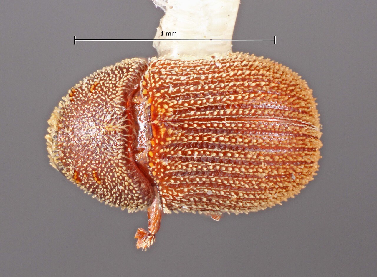 Genus / Species: Chaetophloeus braziliensis | Image Author: TH Atkinson | Location: Brazil, Ceará, Ceará (estado) | Image Type: holotype | Collection: Entomology