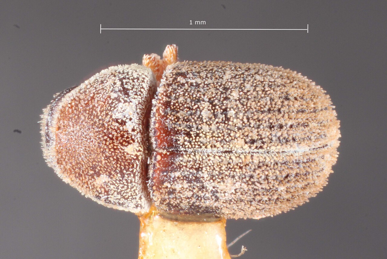 Genus / Species: Chaetophloeus chapini | Image Author: TH Atkinson | Location: Jamaica, Ocho Rios | Image Type: holotype | Collection: Entomology