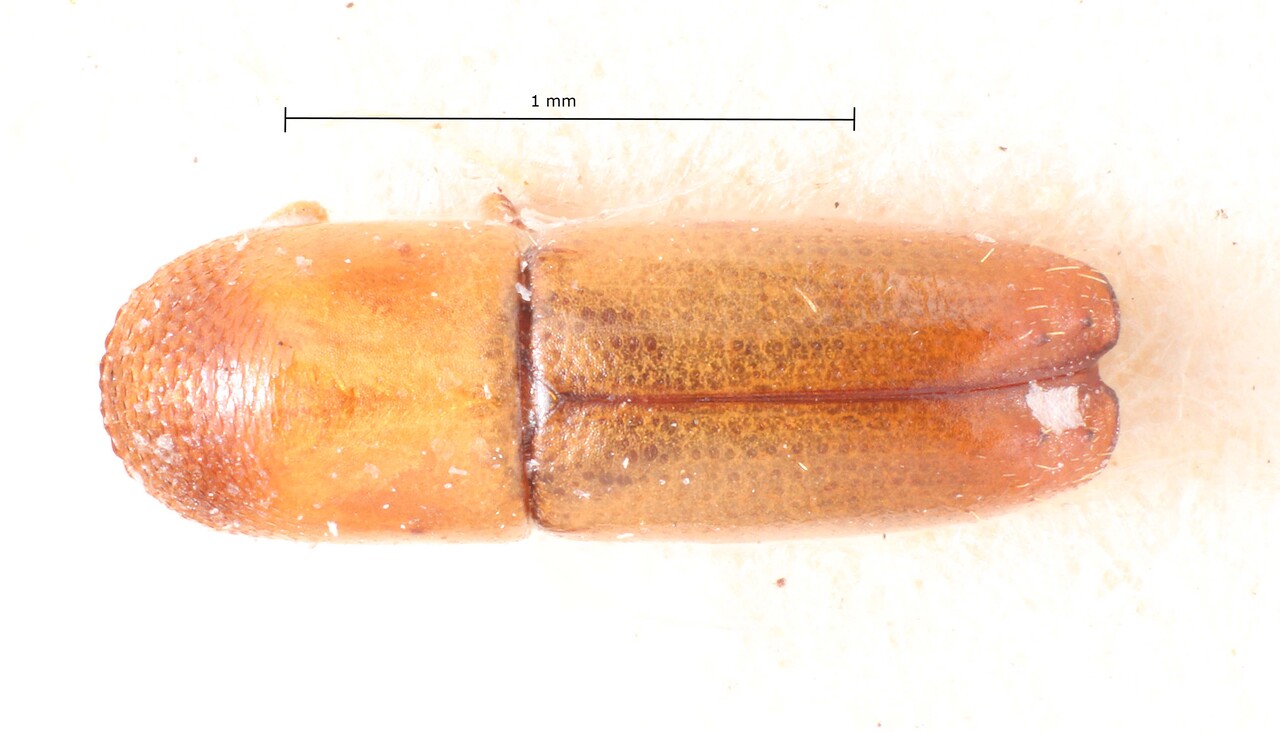 Genus / Species: Monarthrum mali | Image Author: TH Atkinson | Location: Lesser Antilles, Guadeloupe, Trois Rivieres | Image Type: lectotype | Collection: Entomology