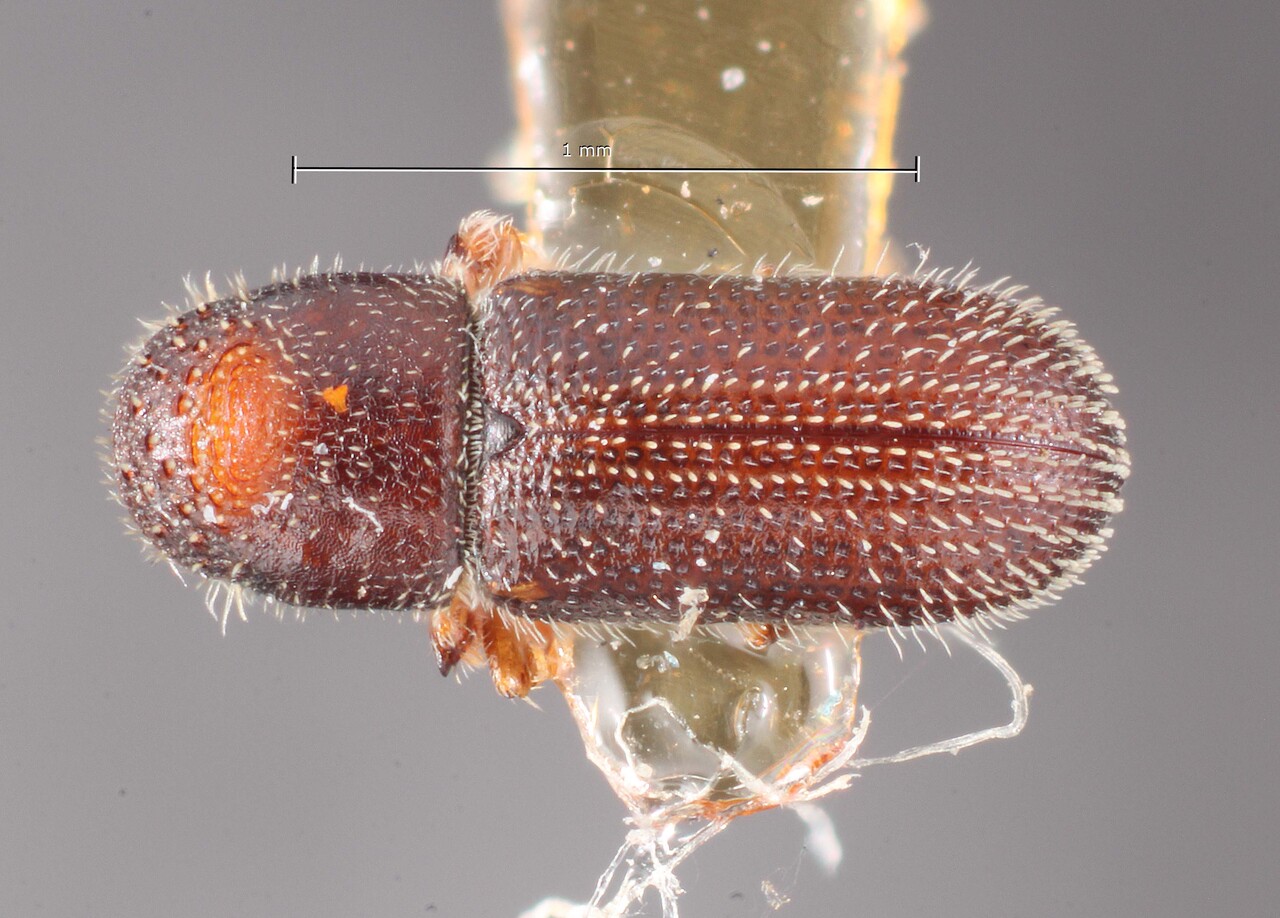 Genus / Species: Thysanoes berchemiae | Image Author: TH Atkinson | Location: United States, Mississippi, Vicksburg | Image Type: lectotype | Collection: Entomology