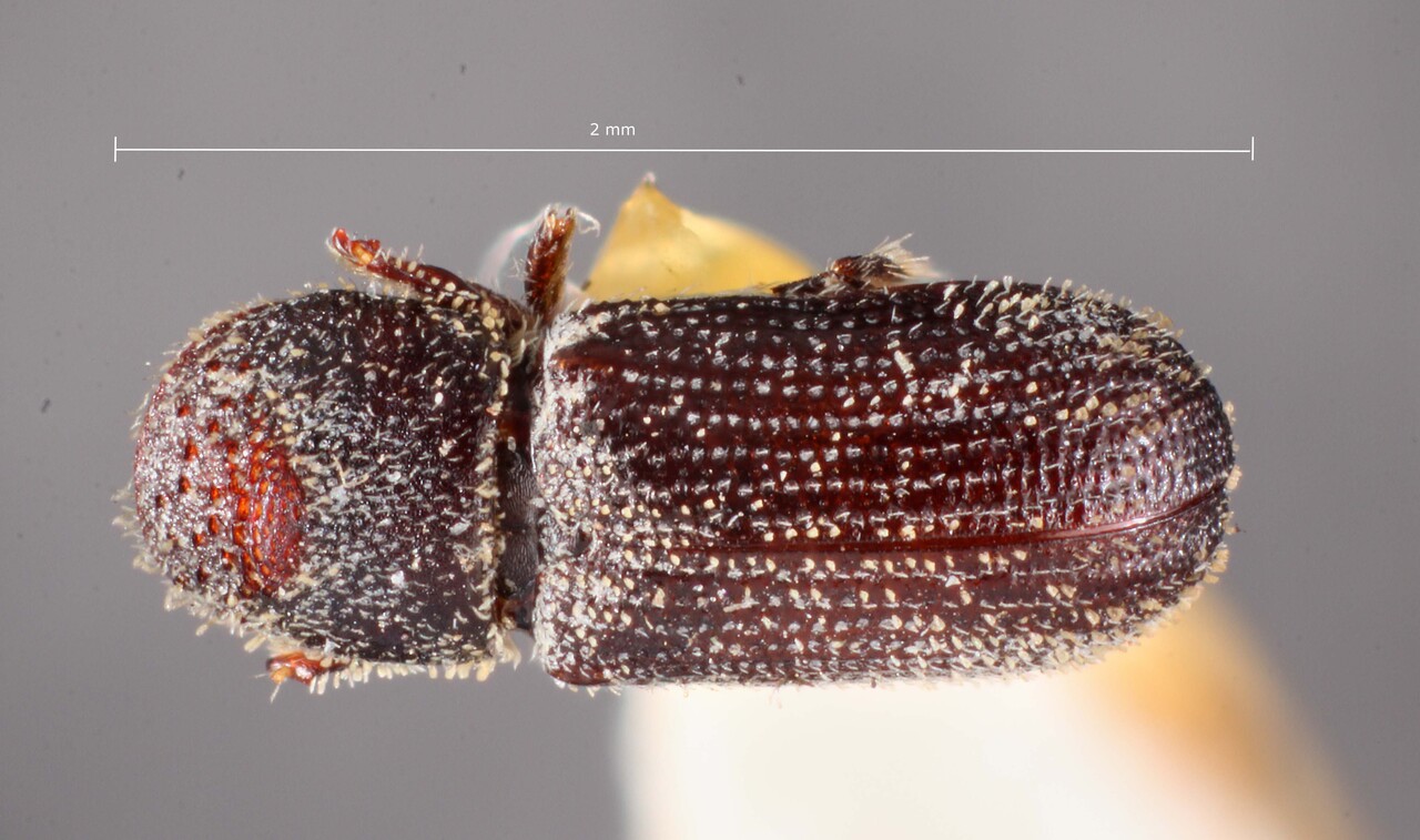 Genus / Species: Thysanoes xylophagus | Image Author: TH Atkinson | Location: United States, Arizona, Williams | Image Type: holotype | Collection: Entomology