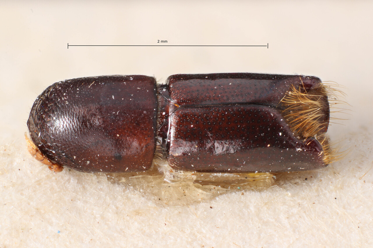 Genus / Species: Monarthrum bicallosum | Image Author: TH Atkinson | Location: Brazil, Santa Catarina, Nova Teutonia | Collection: Entomology