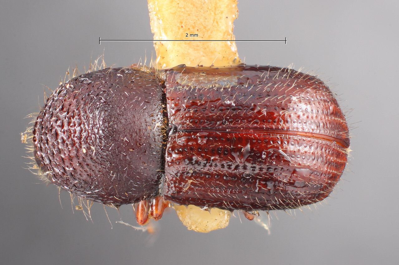 Genus / Species: Anisandrus dispar | Image Author: TH Atkinson | Location: United States, New York, New York | Image Type: holotype | Collection: Entomology