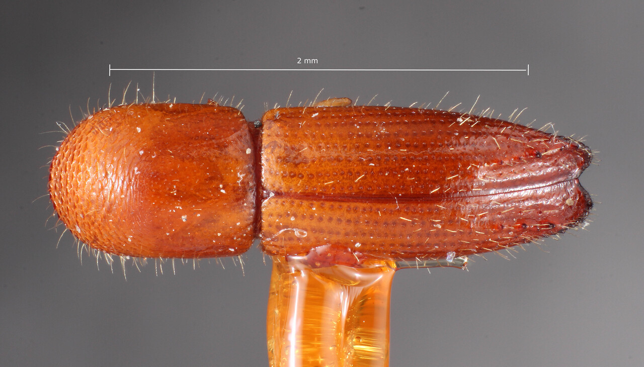 Genus / Species: Coptoborus vespatorius | Image Author: TH Atkinson | Location: Guatemala, Izabal, Livingston | Image Type: holotype | Collection: Entomology