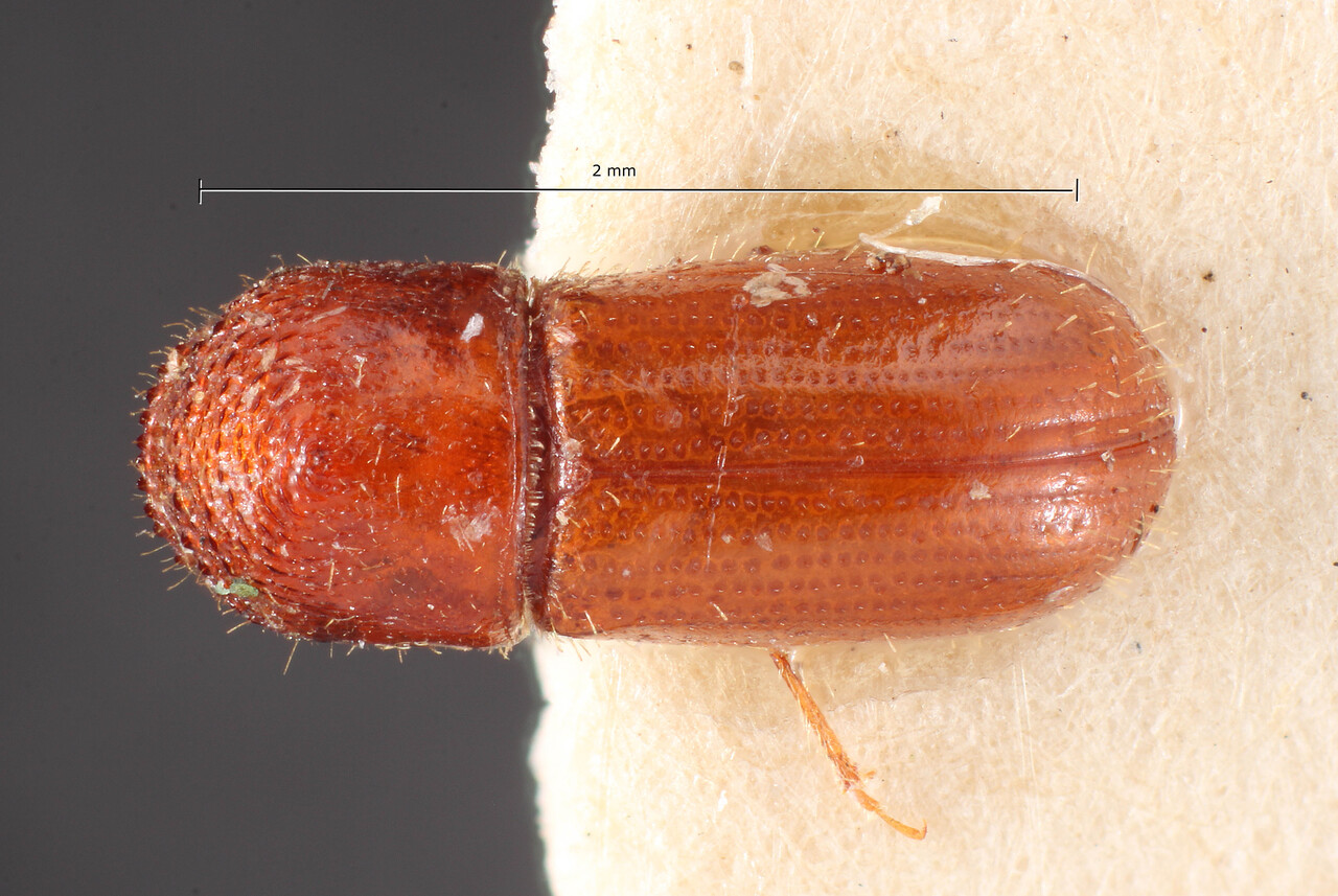 Genus / Species: Cryptocarenus diadematus | Image Author: TH Atkinson | Location: Brazil, Mato Grosso, Corumba | Image Type: holotype | Collection: Entomology