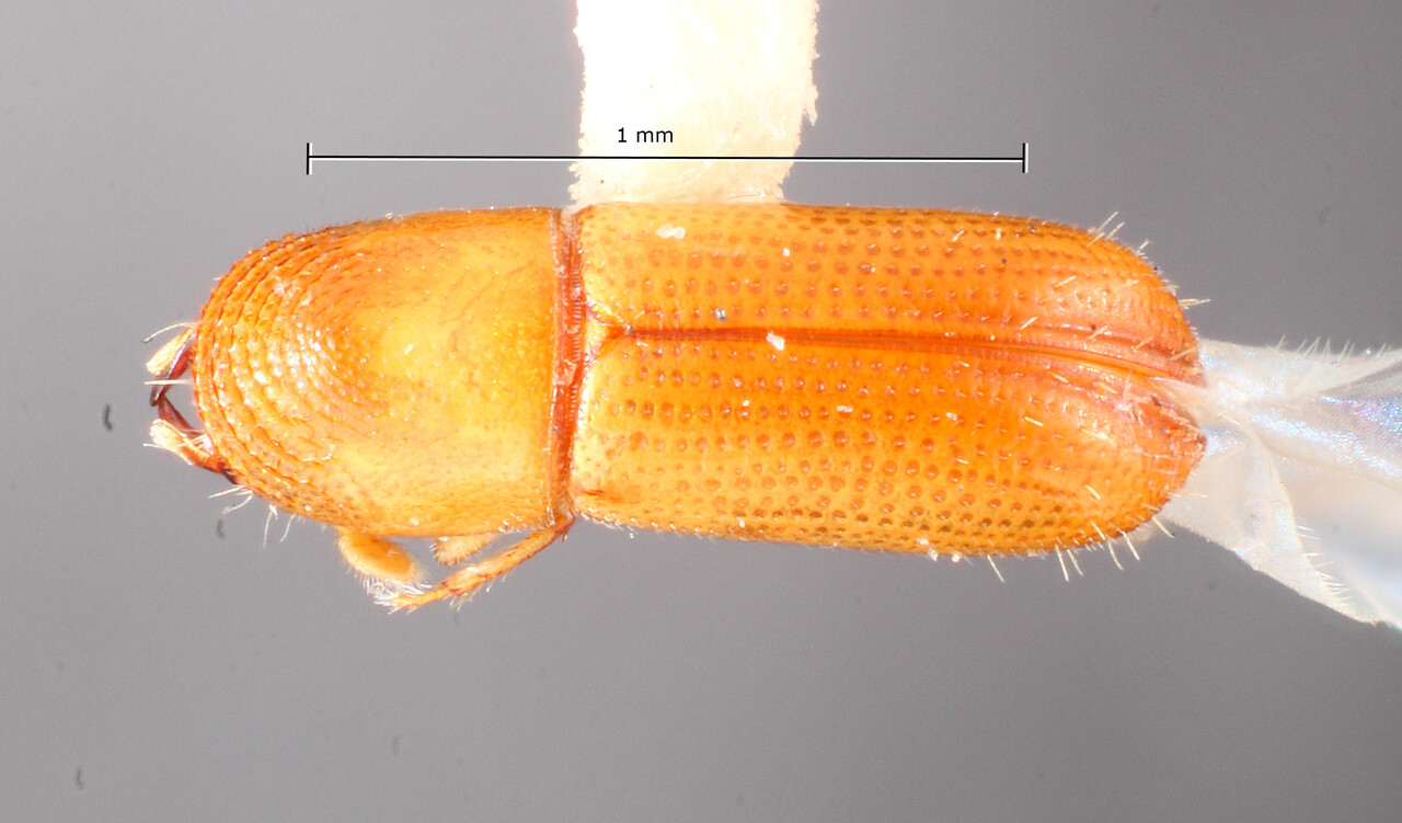 Genus / Species: Gnatholeptus panamensis | Image Author: TH Atkinson | Location: Panamá, Panamá, Barro Colorado Isl. | Image Type: holotype | Collection: Entomology
