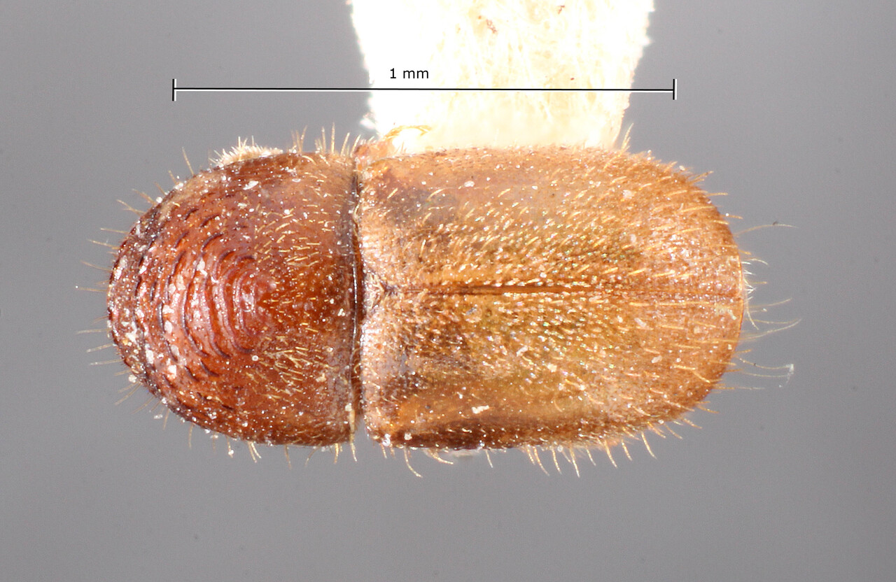 Genus / Species: Cryphalus margadilaonis | Image Author: TH Atkinson | Location: Phillipines, Luzon, Pagbilao | Image Type: holotype | Collection: Entomology