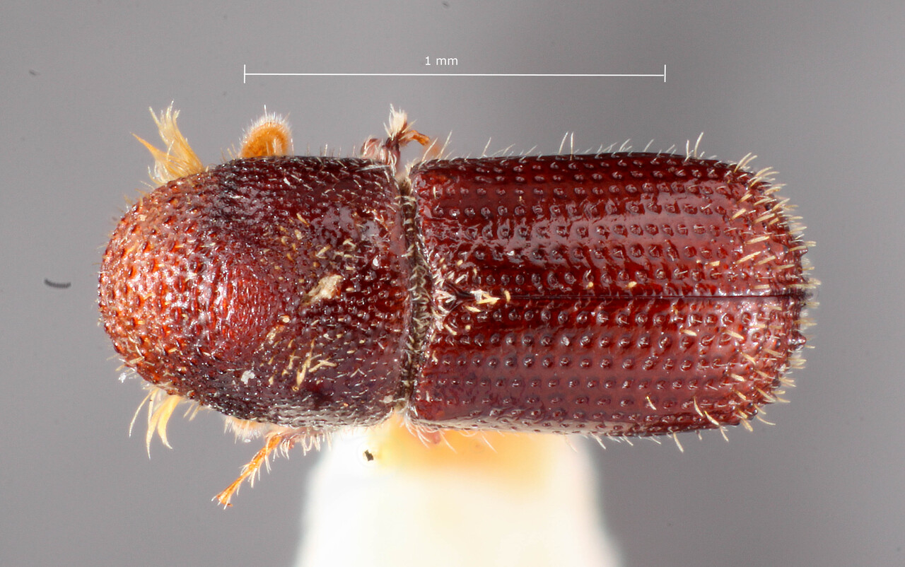 Genus / Species: Micracis cubensis | Image Author: TH Atkinson | Location: Cuba, Cienfuegos, Cayamas | Image Type: holotype | Collection: Entomology