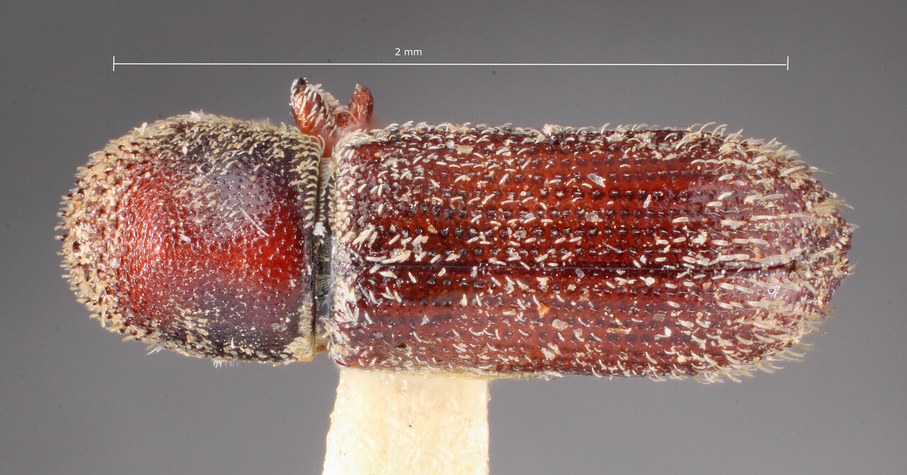 Genus / Species: Micracisella knulli | Image Author: TH Atkinson | Location: United States, Arizona, Huachuca Mtns. | Image Type: holotype | Collection: Entomology