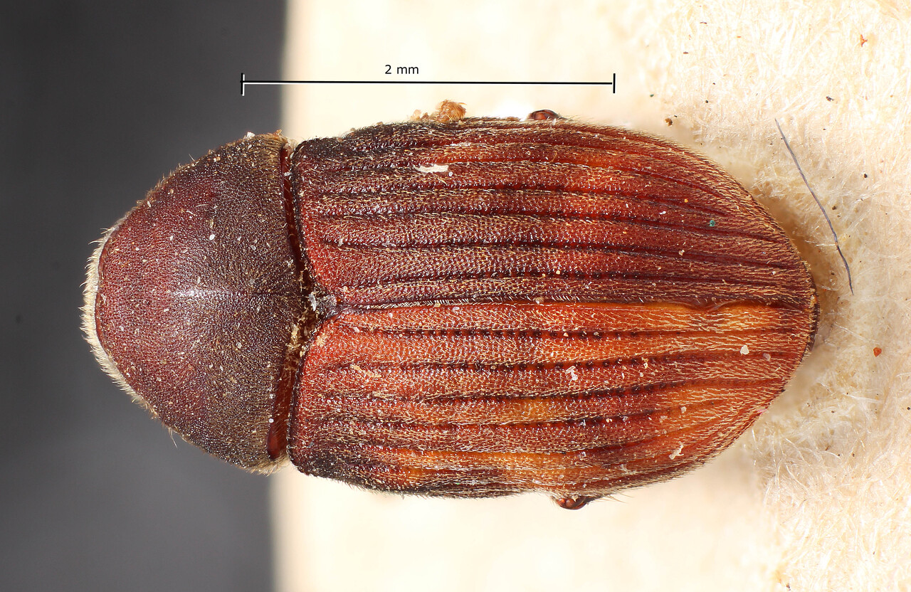 Genus / Species: Phrixosoma magnum | Image Author: TH Atkinson | Location: Bolivia, Bení, Cosincho region | Image Type: holotype | Collection: Entomology