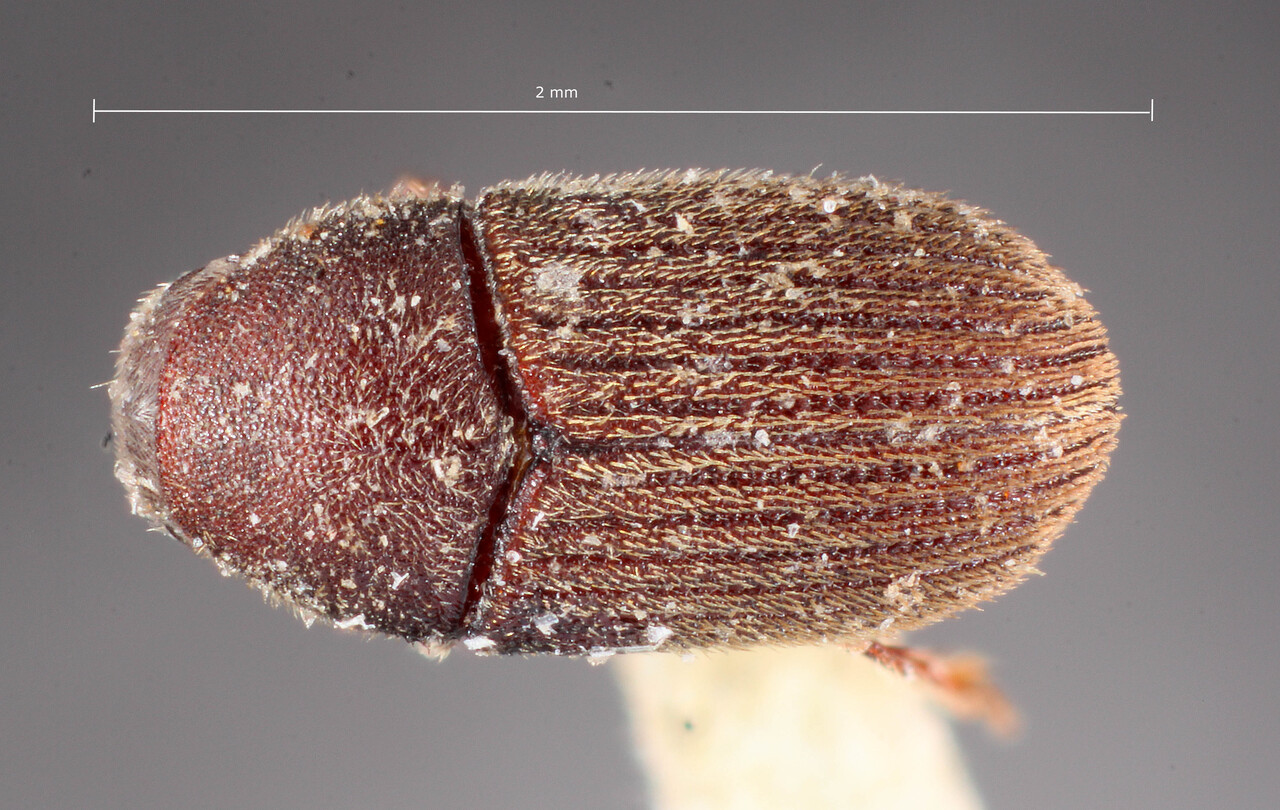 Genus / Species: Phrixosoma parvum | Image Author: TH Atkinson | Location: Cuba, Cienfuegos, Cayamas | Image Type: holotype | Collection: Entomology