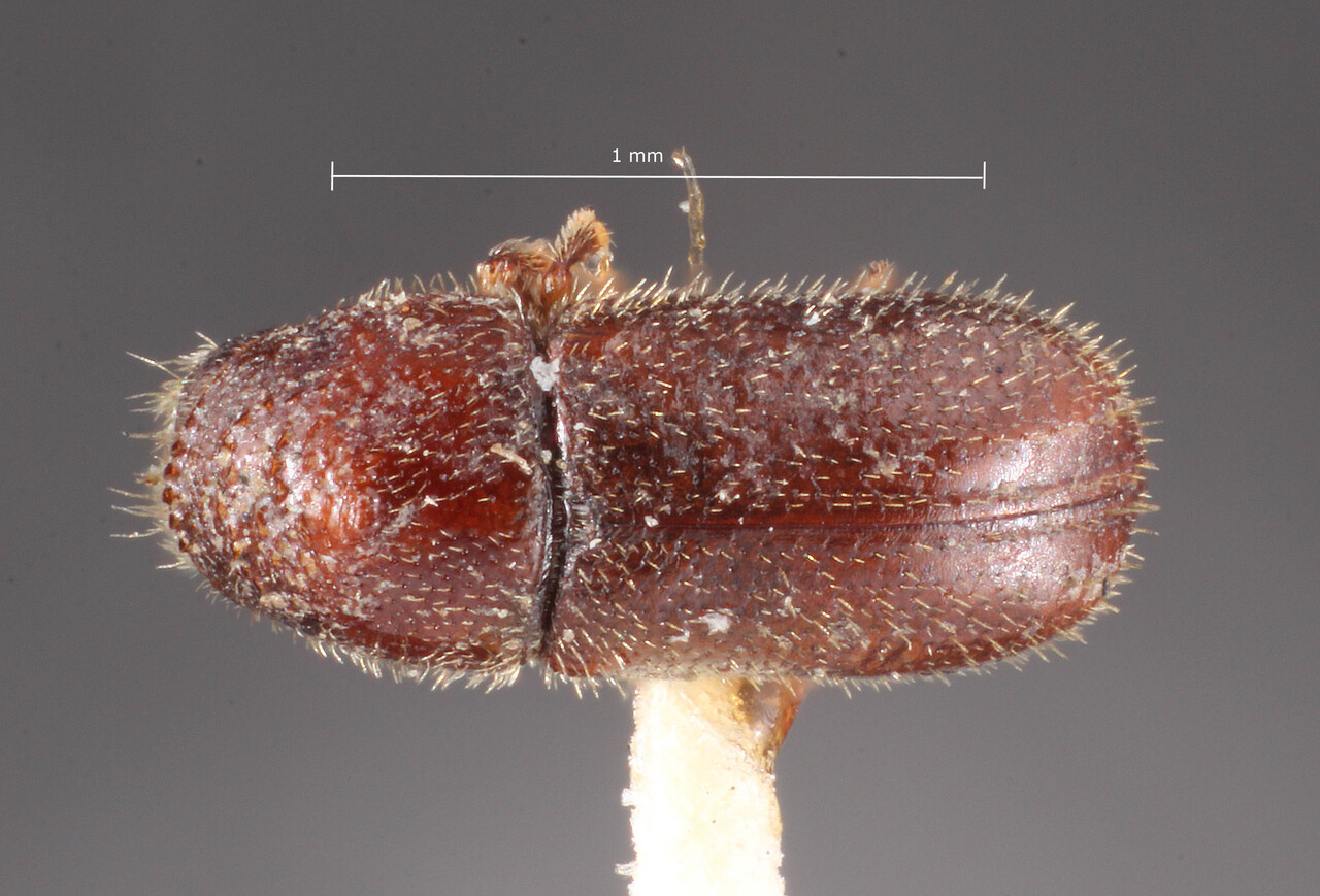 Genus / Species: Pityotrichus barbatus | Image Author: TH Atkinson | Location: United States, New Mexico, Las Vegas Hot Springs | Image Type: holotype | Collection: Entomology
