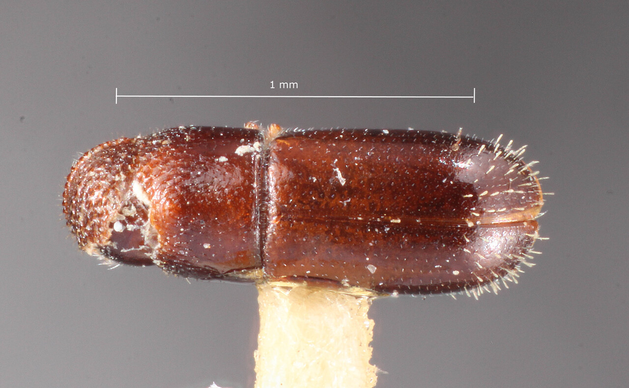 Genus / Species: Pityophthorus robai | Image Author: TH Atkinson | Location: Colombia, Santander, Depto. Santander | Image Type: holotype | Collection: Entomology